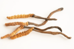 Порошок тибетского Кордицепса Cordyceps — изображение 5