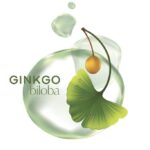 Гинкго Билоба для улучшения памяти, мозгового кровообращения и здоровья сосудистой системы.
