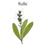 Органический/Био порошок Кутки для восстановления печени Kutki Powder