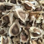 Органические семечки Моринги для Детокса и повышения Иммунитета Moringa seeds