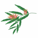 Клинакантус (кликантус) поникающий Противовирусное Иммуномоделирующее Clinacanthus nutans powder