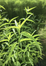 Клинакантус поникающий Противовирусное Иммуномоделирующее Clinacanthus nutans Powder — изображение 3