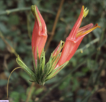 Клинакантус поникающий Противовирусное Иммуномоделирующее Clinacanthus nutans Powder