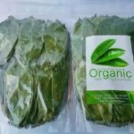 Сушеные органические листья сметанного яблока (Гравиола, гуанабана Annona Muricata )