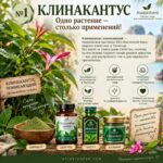 Клинакантус поникающий Противовирусное Иммуномоделирующее Clinacanthus nutans Powder — изображение 3