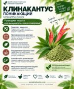 Клинакантус поникающий Противовирусное Иммуномоделирующее Clinacanthus nutans Powder — изображение 2