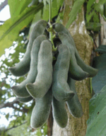 Мукуна жгучая для стимуляции когнитивных функций и нормализации сна. — изображение 2