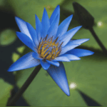 Экстракт голубого лотоса, порошок для достижения внутреннего спокойствия и глубокой релаксации