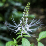 Ортосифон (кошачий ус) для поддержки здоровья почек и мочевыводящих путей Порошок.