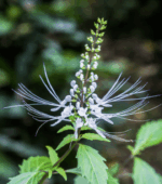 Ортосифон (кошачий ус) для поддержки здоровья почек и мочевыводящих путей Порошок.