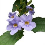 Тунбергия Лавролистная Детоксикация организма Thunbergia Laurifolua Herbal One — изображение 3