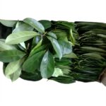 Сушеные органические листья сметанного яблока (Гравиола, гуанабана Annona Muricata ) — изображение 2