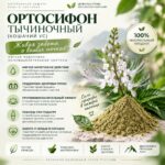 Ортосифон (кошачий ус) для здоровья почек и мочевыводящих путей Orthosiphon stamineus Powder — изображение 2