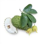 Сушеные органические листья сметанного яблока (Гравиола, Гуанабана , Аннона Колючая)Annona Muricata )