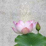 Лотос Орехоносный для расслабления нервной системы порошок (Nelumbo nucifera powder)