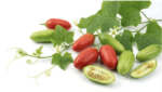 Кундру для естественного контроля сахара и здорового метаболизма Ivy Gourd Vine Powder — изображение 3