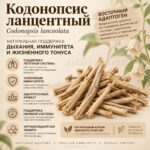 Кодонопсис ланцентный при проблемах с Легочной системой Codonopsis lanceolata — изображение 2